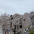 수양벚나무 이미지