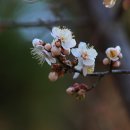 봄 인사 .... Waltz Of Spring (봄의 왈츠) - Praha 최완희 이미지