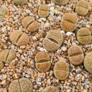 할리농장 이미지