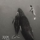 자연속의 펫 뉴스1