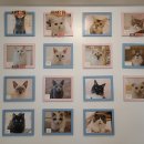 고양이별 캣 카페 이미지