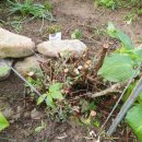 댕강 댕강 이미지