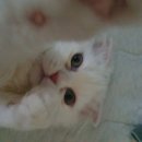 노룬산동물병원 이미지