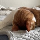 오케이동물병원 이미지