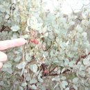 트윈목장 이미지