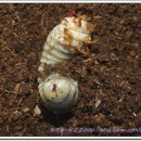 송악사슴농장 이미지