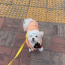 24시도안동물메디컬센터 이미지