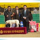 마한애견 이미지