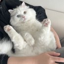 캣츠몰 | 다이소 고양이 간식 6가지 구매 후기