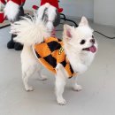 쏘큐트 펫살롱 이미지