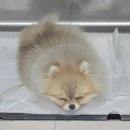 로지동물의료센터 이미지