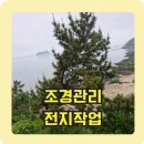나무가지치기 조경관리 전지작업