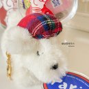 봉주르독 이미지