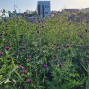 세마 사슴 이미지