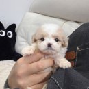 데일리독 이미지