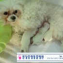 분당중앙동물병원 이미지