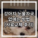 강아지 눈물자국 없애는 방법(푸들 강아지 사료 바꿔서 해결)