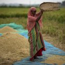 인도 쌀 수출 금지로 시장은 모방 억제에 대한 경계에 서게 됨 이미지