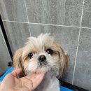 소망애견미용실 이미지