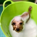 도도 그루밍 이미지