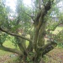 제주 도련동 귤나무류 이미지