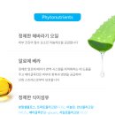 레바펫