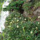 동백열매, 어리연꽃 과 8월 제주 야생화 이미지