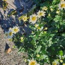 소담이네 돌집 이미지