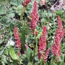 소렐(Sorrel) 이미지