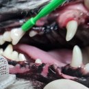 김s 동물병원 이미지