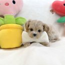 부산강아지분양 마이뭉 24시 이미지