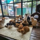 청주고양이입양지원센터 애니멀공화국 이미지