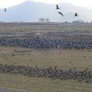 두루미네 이미지