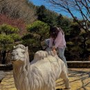 (주)제일에너지 | 경기 광주 화담숲 다녀온 후기 벚꽃과 봄꽃이 정말 예뻤던 날