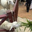 우리들목장 | 🌴 나트랑 임산부 태교여행 판랑사막 &amp; 양떼목장 단독투어 내돈내산 완전 추천 후기 🤰💛