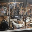 힘찬염소농장 이미지