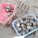 갯벌펜션(민박) 이미지