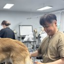 킴스애견미용 | 강남애견미용학원 국비과정 솔직한 후기