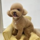 댕바이미 이미지