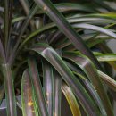 아나나스 이미지