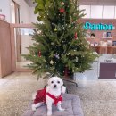 출근길 강아지 유치원 이미지