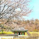 용흥궁공원1(관청리394-3) | 인천 벚꽃엔딩 명소 강화도 고려궁지 2026 마지막 벚꽃축제 일정 입장료 주차장