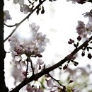 고운로 이미지