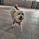 생각을키우는 유치원 | 수원 애견 유치원 추천!멍스스쿨 방문 후기(with. 2살 노이)