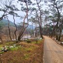 천년숲 이미지