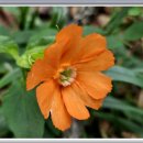 청옥산민박 이미지