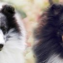 라임레이디 이미지