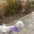 강아지 산책어플추천 펫피!! 펫피즈 선정된 후기