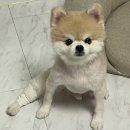 덕수동물병원 | 포메라니안 십자인대 파열 / 티스템 조인트펫(줄기세포 주사) 치료중,두암한방동물병원