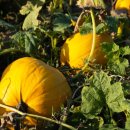 학자농원 이미지